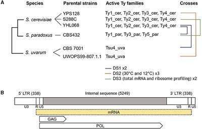 Testing the Genomic Shock Hypothesis Using Transposable Element Expression in Yeast Hybrids